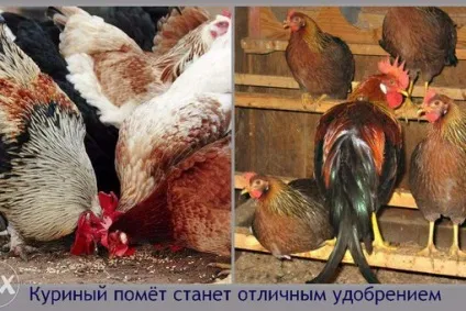 Пташиний послід як добриво