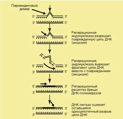 Розділ 4 гомеостаз