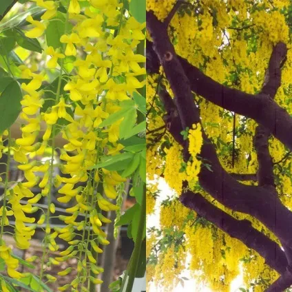 Садовий чагарник бобовнік фото, вирощування з насіння, посадка і догляд (вирощування) Садовий чагарник бобовнік фото, вирощування з насіння, посадка і догляд