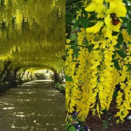 Садовий чагарник бобовнік фото, вирощування з насіння, посадка і догляд (фото) Садовий чагарник бобовнік фото, вирощування з насіння, посадка і догляд