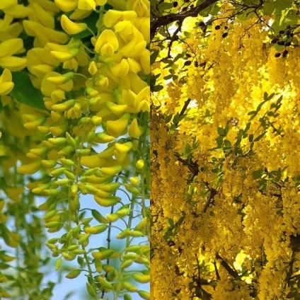 Садовий чагарник бобовнік фото, вирощування з насіння, посадка і догляд (фото) Садовий чагарник бобовнік фото, вирощування з насіння, посадка і догляд
