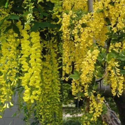 Садовий чагарник бобовнік фото, вирощування з насіння, посадка і догляд (вирощування) Садовий чагарник бобовнік фото, вирощування з насіння, посадка і догляд