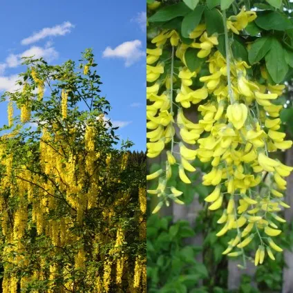 Садовий чагарник бобовнік фото, вирощування з насіння, посадка і догляд (садовий) Садовий чагарник бобовнік фото, вирощування з насіння, посадка і догляд