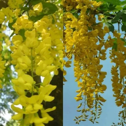 Садовий чагарник бобовнік фото, вирощування з насіння, посадка і догляд (бобовник) Садовий чагарник бобовнік фото, вирощування з насіння, посадка і догляд