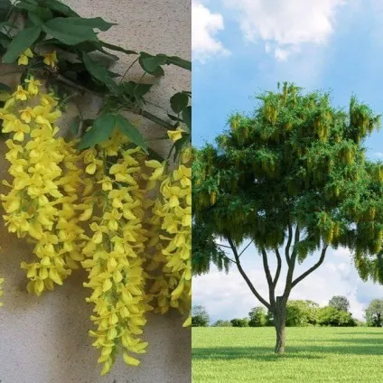 Садовий чагарник бобовнік фото, вирощування з насіння, посадка і догляд (фото) Садовий чагарник бобовнік фото, вирощування з насіння, посадка і догляд