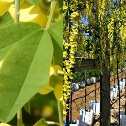 Садовий чагарник бобовнік фото, вирощування з насіння, посадка і догляд
