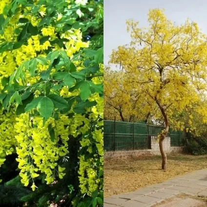Садовий чагарник бобовнік фото, вирощування з насіння, посадка і догляд (садовий) Садовий чагарник бобовнік фото, вирощування з насіння, посадка і догляд