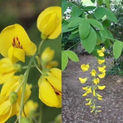 Садовий чагарник бобовнік фото, вирощування з насіння, посадка і догляд (бобовник) Садовий чагарник бобовнік фото, вирощування з насіння, посадка і догляд