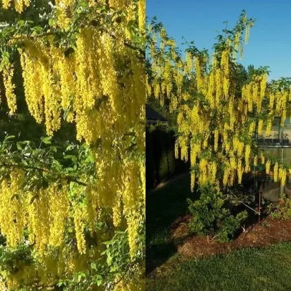 Садовий чагарник бобовнік фото, вирощування з насіння, посадка і догляд (бобовник) Садовий чагарник бобовнік фото, вирощування з насіння, посадка і догляд