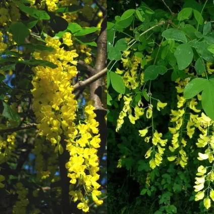 Садовий чагарник бобовнік фото, вирощування з насіння, посадка і догляд (вирощування) Садовий чагарник бобовнік фото, вирощування з насіння, посадка і догляд