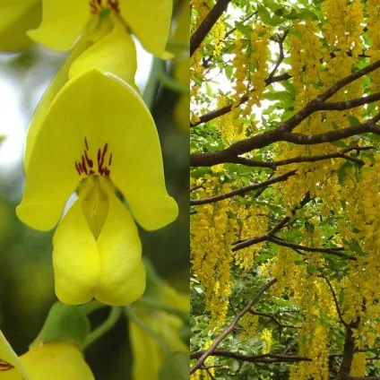 Садовий чагарник бобовнік фото, вирощування з насіння, посадка і догляд (чагарник) Садовий чагарник бобовнік фото, вирощування з насіння, посадка і догляд