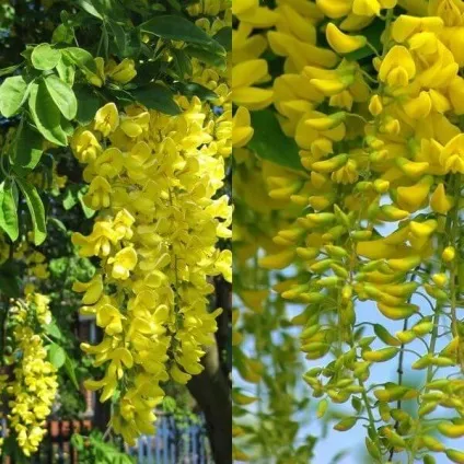 Садовий чагарник бобовнік фото, вирощування з насіння, посадка і догляд (бобовник) Садовий чагарник бобовнік фото, вирощування з насіння, посадка і догляд