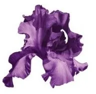 Серія «королівський оксамит» (royal velvet), разом з Оріфлейм