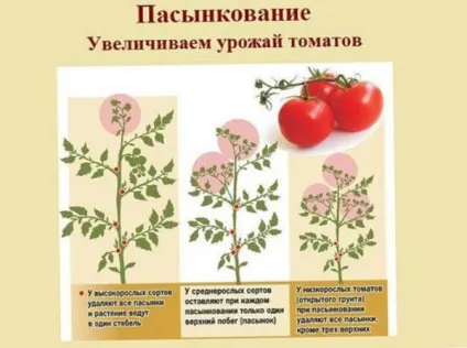 Секрети гарного врожаю помідорів, городник (хорошого) Секрети гарного врожаю помідорів, городник