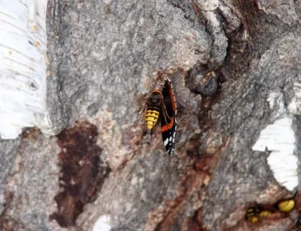 Шершень - хиже комаха