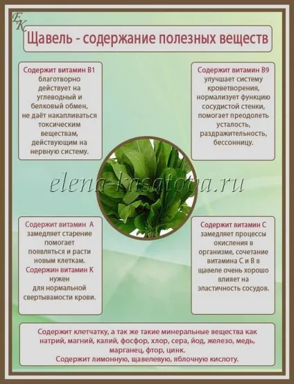 Щавель - користь і шкода для організму (шкода) Щавель - користь і шкода для організму