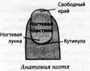 Симптоми хвороб по нігтях