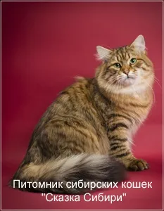 Сибірський кіт для в'язки в москві (в'язки) Сибірський кіт для в'язки в москві
