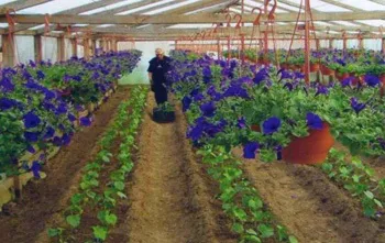 Змішані посадки в теплиці, сад, город (змішані) Змішані посадки в теплиці, сад, город