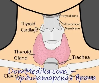 Синтез гормонів щитовидної залози (синтез гормонів щитовидної залози) Синтез гормонів щитовидної залози