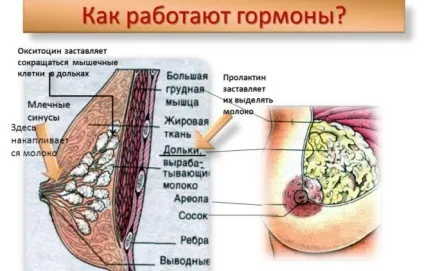 Симптоми низького пролактину у жінок і способи лікування (симптоми) Симптоми низького пролактину у жінок і способи лікування
