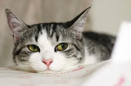Скільки коштує стерилізація кішки, кастрація кота, ціни на операцію в Москві, Києві - муркоте про (кішки) Скільки коштує стерилізація кішки, кастрація кота, ціни на операцію в Москві, Києві - муркоте про