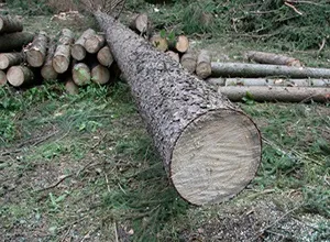 Сосна звичайна, сибірська, кримська і карельська їх фото, властивості і щільність (сосна) Сосна звичайна, сибірська, кримська і карельська їх фото, властивості і щільність