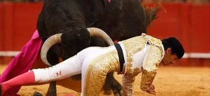Сонник бик нападає до чого сниться бик нападає уві сні (чого) Сонник бик нападає до чого сниться бик нападає уві сні