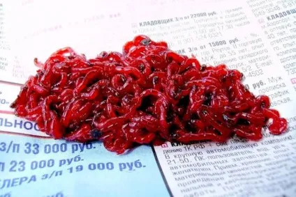Зміст і догляд за рибкою півником (догляд) Зміст і догляд за рибкою півником
