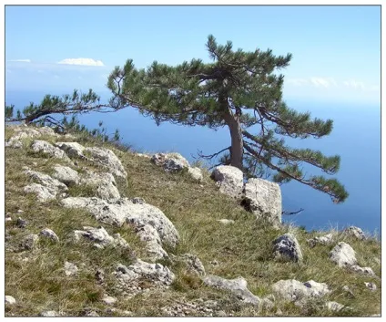 Сосна звичайна, сибірська, кримська і карельська їх фото, властивості і щільність (сибірська) Сосна звичайна, сибірська, кримська і карельська їх фото, властивості і щільність