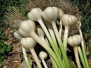 Стенокардія симптоми і лікування народними засобами (засобами) Стенокардія симптоми і лікування народними засобами