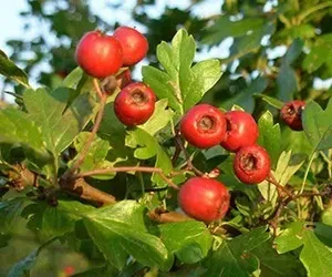 Стенокардія симптоми і лікування народними засобами (лікування) Стенокардія симптоми і лікування народними засобами
