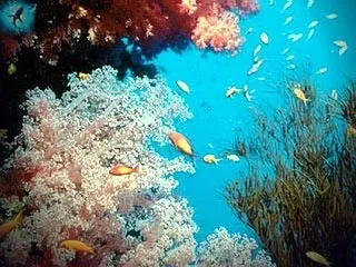 Середземне море і його акули