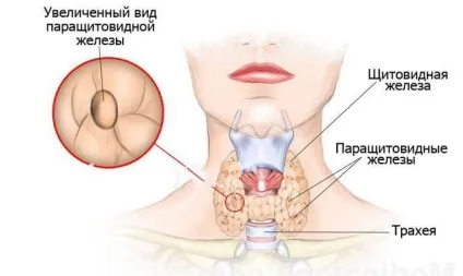 Сцинтиграфія паращитовидних залоз як робиться (паращитовидних) Сцинтиграфія паращитовидних залоз як робиться
