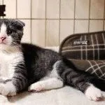 Породи кішок з загнутими вухами фото і факти, сайт «мурло» (загнутими) Породи кішок з загнутими вухами фото і факти, сайт «мурло»