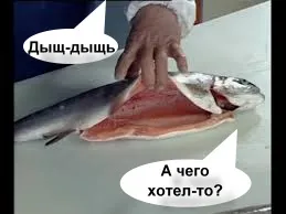 Патрання риба ніяк не хоче ставати обідом (риба) Патрання риба ніяк не хоче ставати обідом