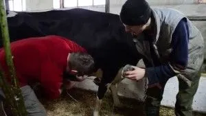 Післяпологовий парез у корів (пологовий) лікування, причини, профілактика (корів) Післяпологовий парез у корів (пологовий) лікування, причини, профілактика
