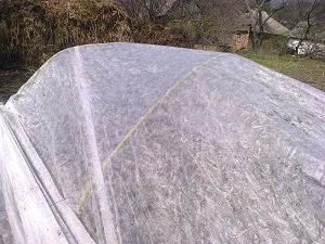 Посадка ранньої капустисвой будиночок в селі (посадка ранньої капусти) Посадка ранньої капустисвой будиночок в селі