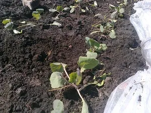 Посадка ранньої капустисвой будиночок в селі (ранній) Посадка ранньої капустисвой будиночок в селі