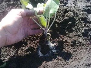 Посадка ранньої капустисвой будиночок в селі (вирощування капусти) Посадка ранньої капустисвой будиночок в селі