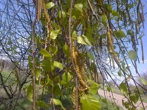 Посадка ранньої капустисвой будиночок в селі (капуста) Посадка ранньої капустисвой будиночок в селі