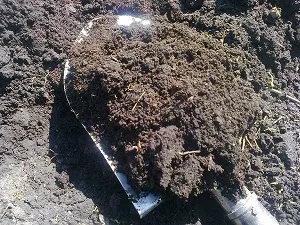 Посадка ранньої капустисвой будиночок в селі (посадка ранньої капусти) Посадка ранньої капустисвой будиночок в селі