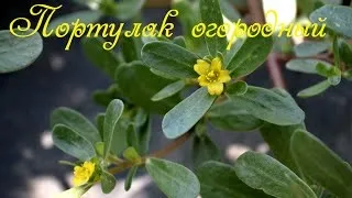 Портулак городній лікувальні властивості, фото, методи боротьби (портулак) Портулак городній лікувальні властивості, фото, методи боротьби