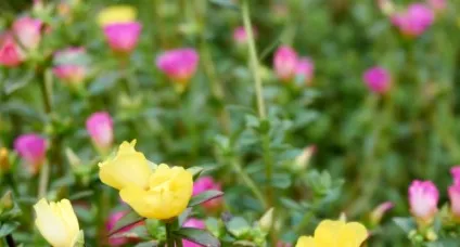 Портулак городній лікувальні властивості, фото, методи боротьби (фото) Портулак городній лікувальні властивості, фото, методи боротьби