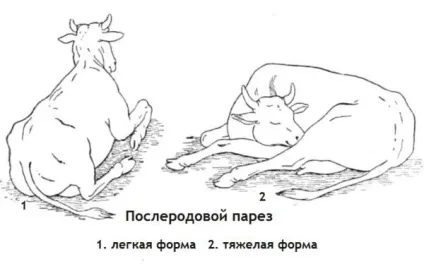 Післяпологовий парез у корів (пологовий) лікування, причини, профілактика (лікування) Післяпологовий парез у корів (пологовий) лікування, причини, профілактика