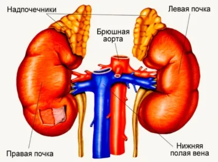 Підвищений тестостерон у чоловіків що це значить, симптоми, наслідки