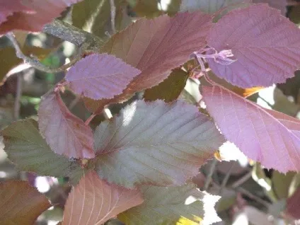 Посадка і догляд -