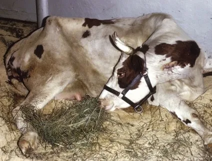 Післяпологовий парез у корів (пологовий) лікування, причини, профілактика (післяпологовий) Післяпологовий парез у корів (пологовий) лікування, причини, профілактика