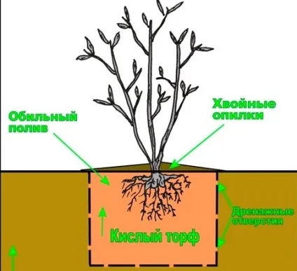 Посадка лохини садової (голубики) Посадка лохини садової