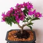 Кампанула домашня догляд, flowery-blog (кампанула) Кампанула домашня догляд, flowery-blog